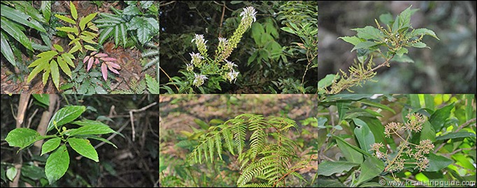 Agasthyakoodam plants